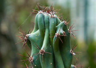 Detalle de un cactus con telarañas.