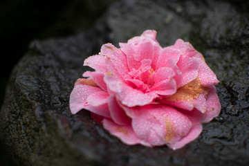 Detalles de una flor rosa sobre piedra.