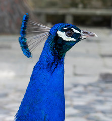 Retrato de pavo real.