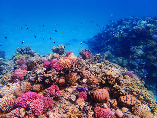 coral reef in egypt