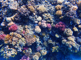 Plakat coral reef in egypt