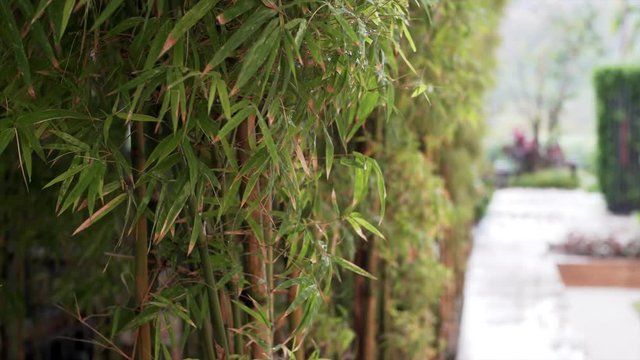 Green bamboo wall decoration arter the rain in the garden.
