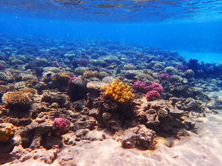 coral reef in egypt
