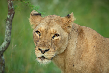 Naklejka premium Lion pride in the light of late afternoon