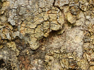 tree bark with crack texture