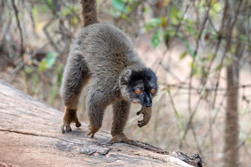 The common brown lemur - Eulemur fulvus .in its natural environment in Madagascar