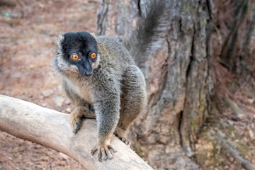 The common brown lemur - Eulemur fulvus .in its natural environment in Madagascar