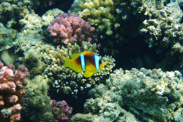 orange nemo clown fish
