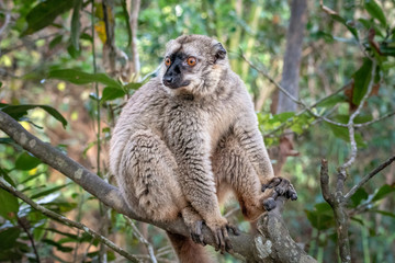 The common brown lemur - Eulemur fulvus .in its natural environment in Madagascar