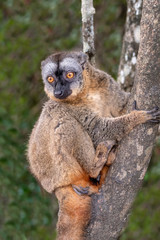 The common brown lemur - Eulemur fulvus .in its natural environment in Madagascar