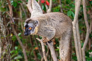 The common brown lemur - Eulemur fulvus .in its natural environment in Madagascar