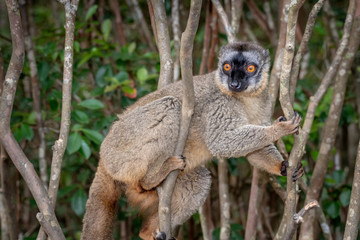 The common brown lemur - Eulemur fulvus .in its natural environment in Madagascar