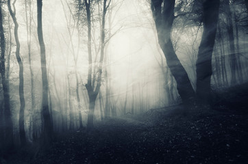 mysterious forest landscape, wind blowing through trees in dark foggy landscape