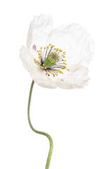 Single white poppy isolated on white background.