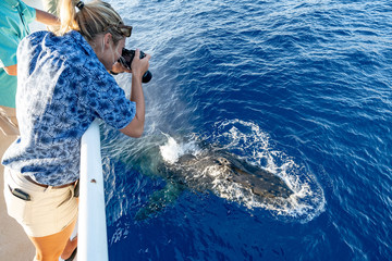 Female Photographer taking picture of humpback whale in Hawaii