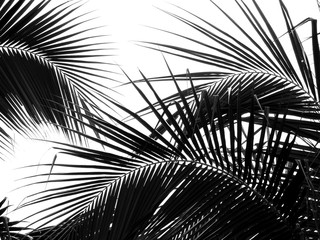 piękny liść palmowy na białym tle - 263912671