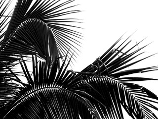 Obraz premium beautiful palm leaf on white background