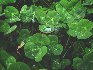 dew on clover leaves and grass, background texture