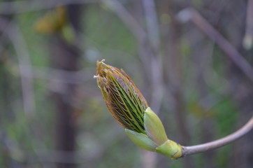 green leaf on a branch in the forest