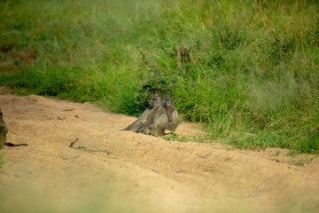 Troop of baboons relaxing in the early morning sun shine