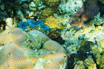 giant clam from egypt