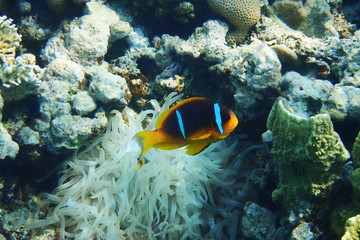Obraz na płótnie Canvas orange nemo clown fish