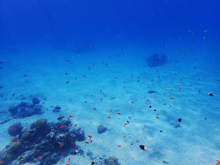 coral reef in egypt