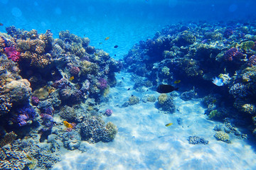 Obraz premium rafa koralowa w egipcie