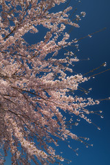 青空に輝く桜