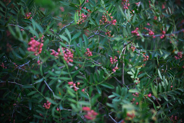 Red berries and green leafs pattern