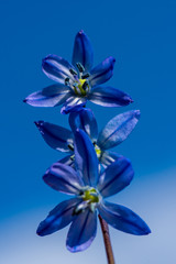 Close up of blue scilla flowers agains a blue sky