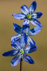 Close up of blue Scilla flowers in a row