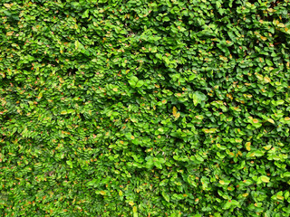 Obraz premium green leaf bush wall