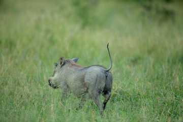Warthog running through the grass with his tail up