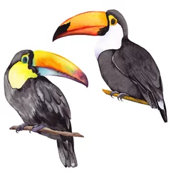 Photo sur Plexiglas Toucan Ensemble d& 39 oiseaux toucan. Illustration aquarelle sur fond blanc. Éléments isolés pour la conception.