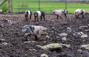 Saddleback piglets playing in a muddy pig pen in Cornwall, England, UK