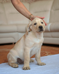 labrador puppy