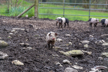 Saddleback piglets playing in a muddy pig pen in Cornwall, England, UK © magicbones