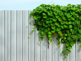 ivy plant on corrugated metal sheet wall