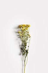 Chrysanthemum branch with small yellow flowers on a white background