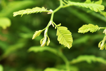 branch of a tree with green leaves on white background