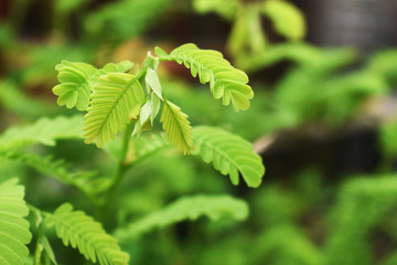 green leaves of a tree in spring