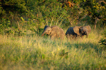 Elephant breeding herd milling about in the late afternoon.
