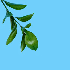 Branch with green leaves on blue background