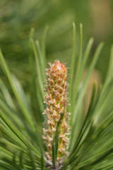 Trieb der Bergkiefer Pinus mugo