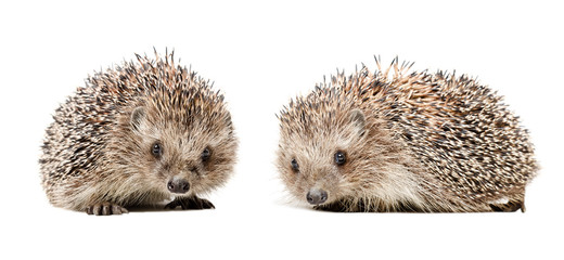 Two cute hedgehogs isolated on white background