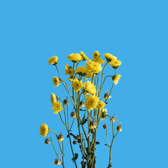 Obraz premium Chrysanthemum branch with small yellow flowers on a blue background