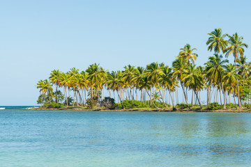 Tropical island with coconut palm trees