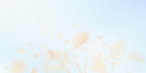 Yellow orange flower petals falling down. Charming