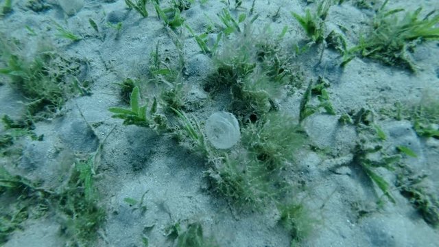 Protective sheath of eggs Lugworm Arenicola marina attached to the bottom among seagrass. Red sea, Marsa Alam, Marsa Mubarak, Egypt (Underwater shot, Closeup)
